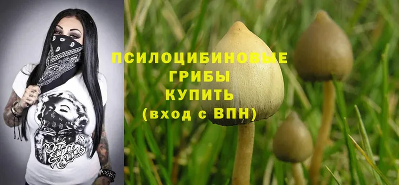 закладка  Крым  Псилоцибиновые грибы MAGIC MUSHROOMS 